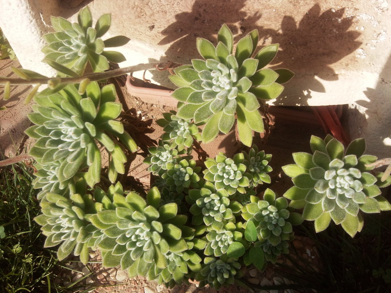 Echeveria pulvinata 