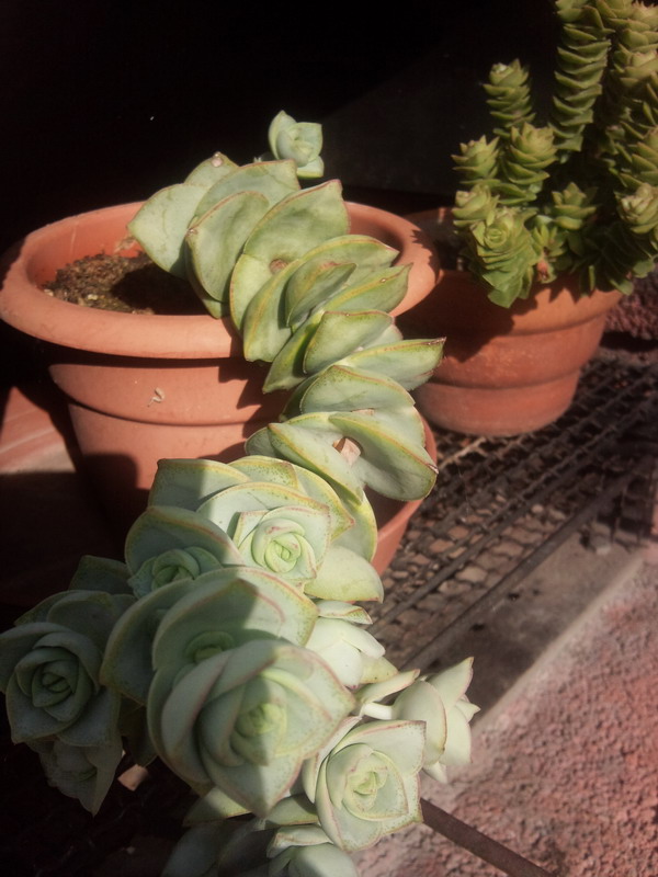 Crassula perfoliata 