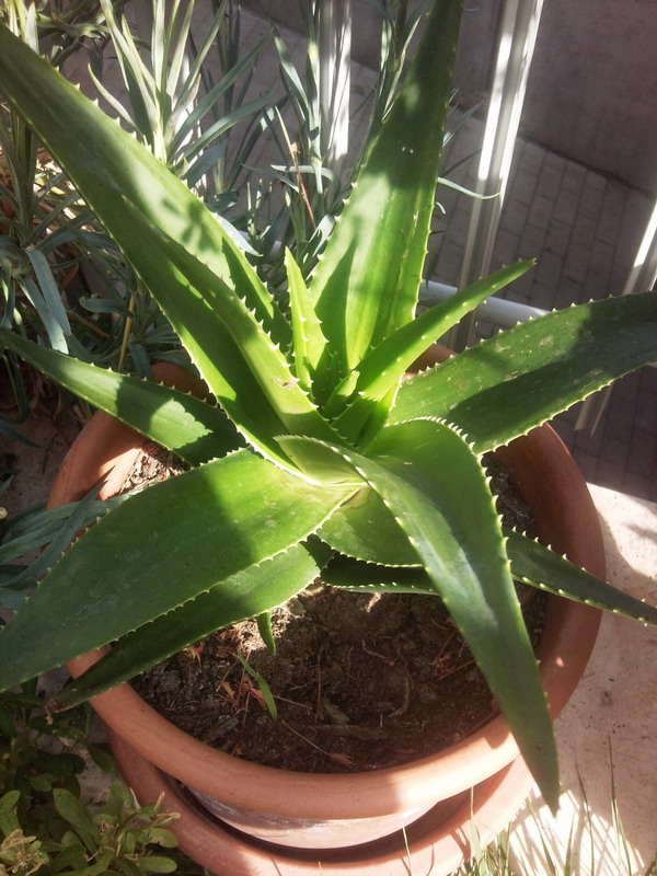 Aloe delaeti 