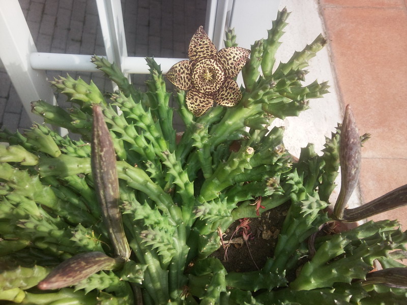 Stapelia variegata 