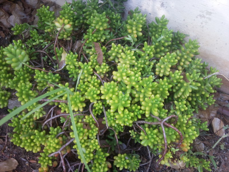 Sedum  