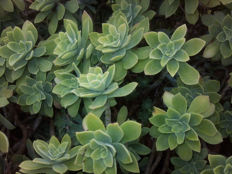 Sedum compressum 