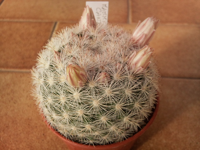 Mammillaria candida 