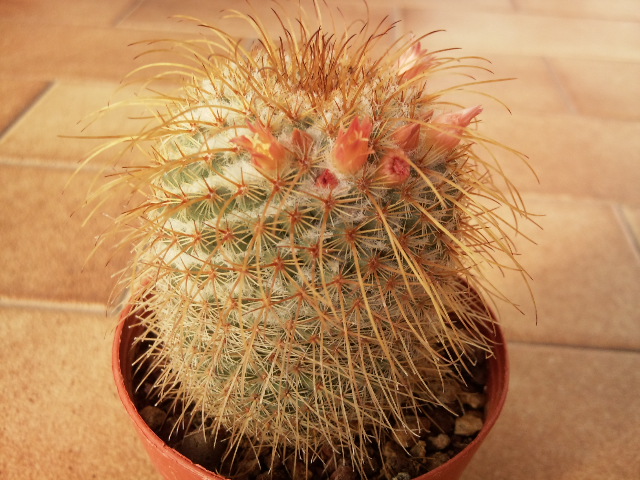 Mammillaria dixanthocentron 