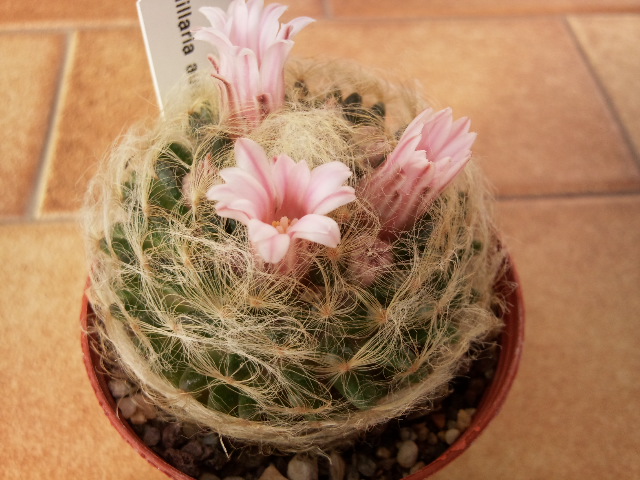 Mammillaria aureilanata 