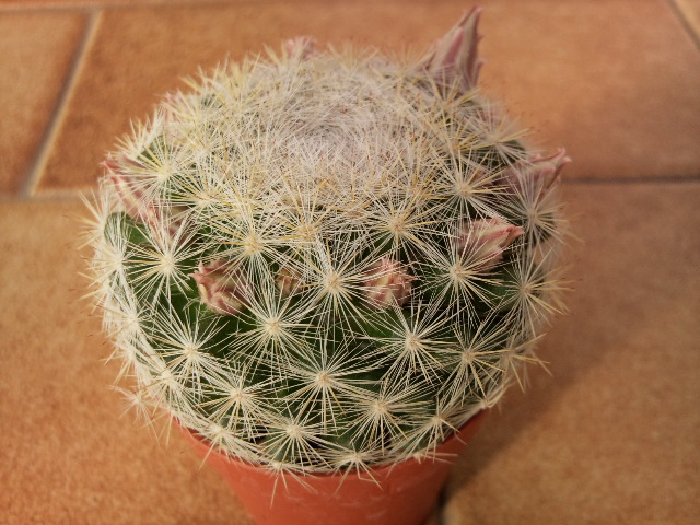 Mammillaria candida 