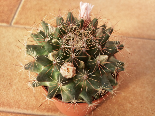 Mammillaria heyderi 