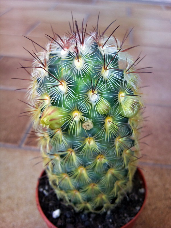 Mammillaria microhelia 