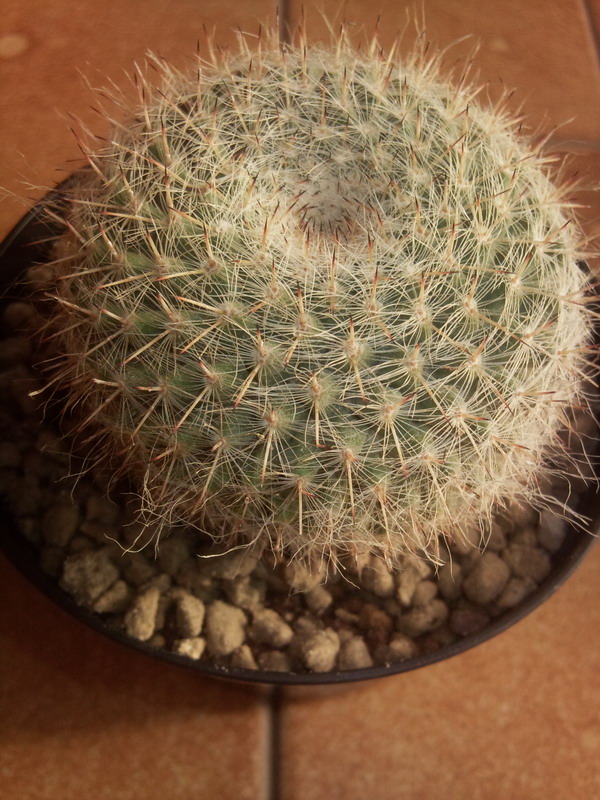 Mammillaria hahniana 