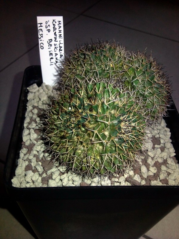 Mammillaria confusa 