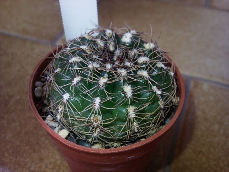 Gymnocalycium mesopotamicum 