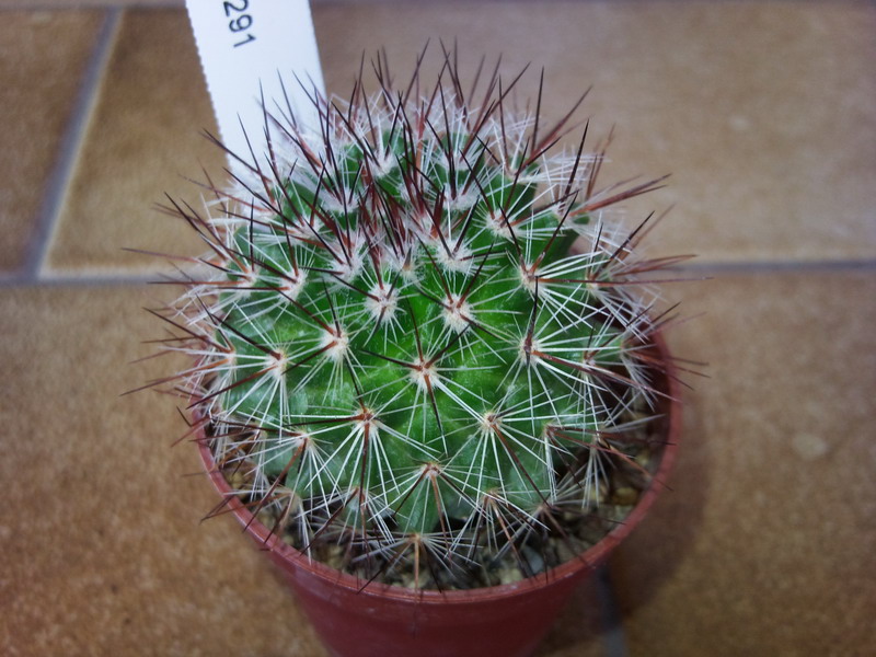 Mammillaria centraliplumosa REP 291