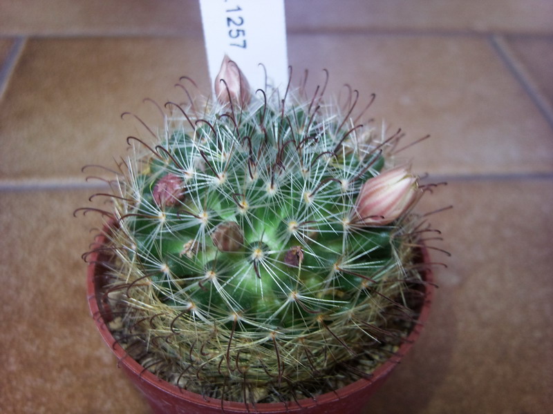 Mammillaria gilensis Rep. 1257