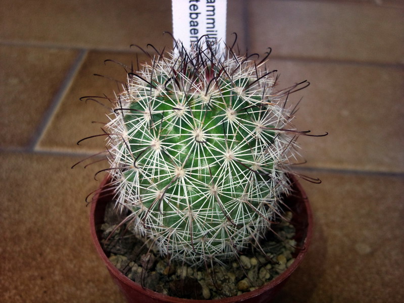 Mammillaria estebanensis 