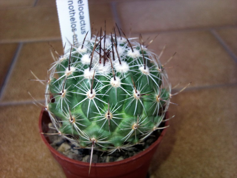 Thelocactus conothelos 