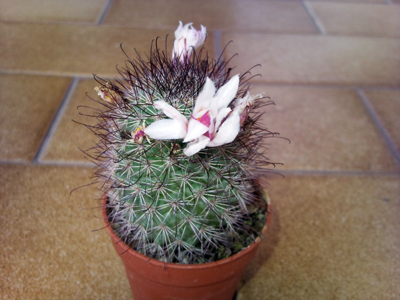 Mammillaria fraileana 