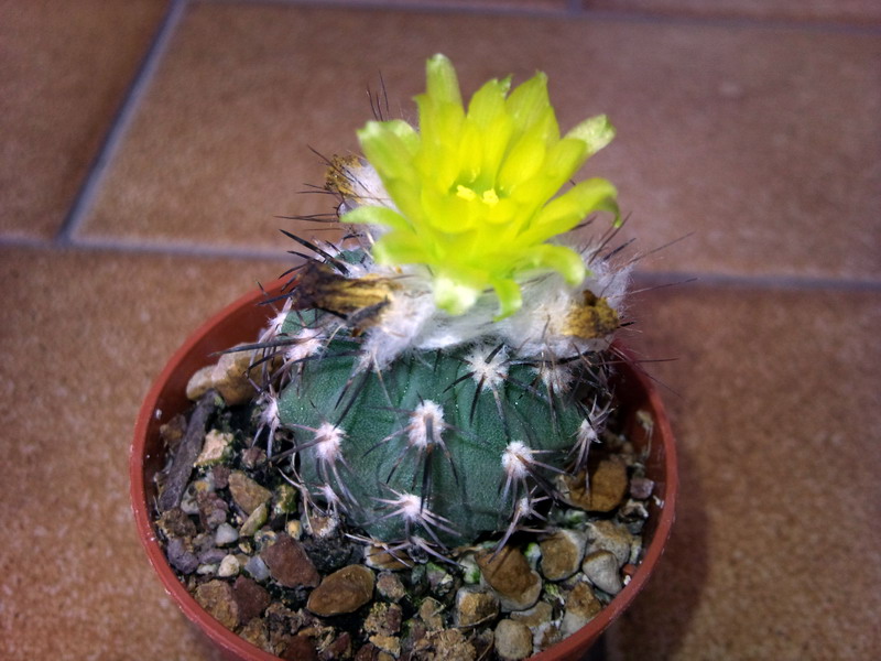 Neoporteria islayensis 