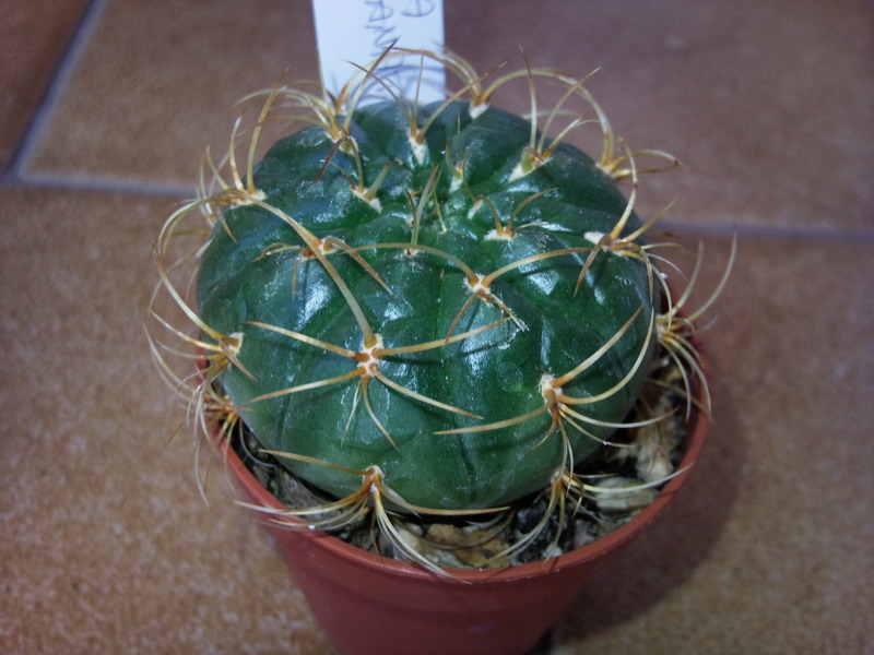 Matucana aureiflora 