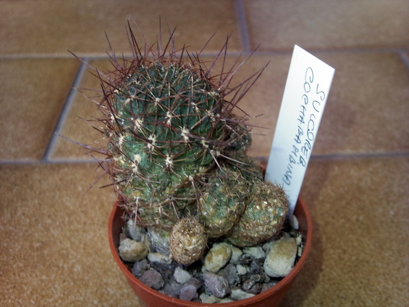 Sulcorebutia cochabambina 