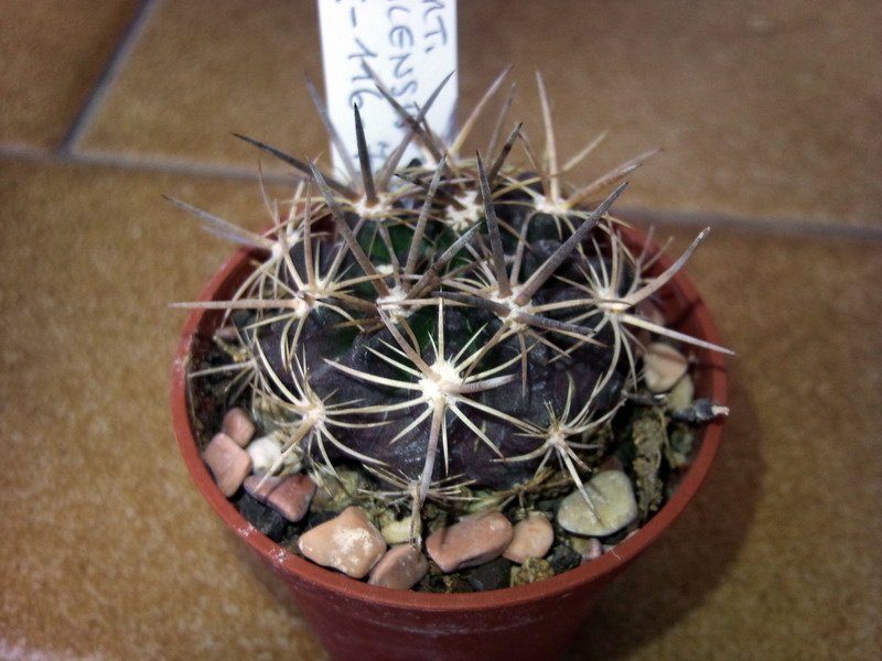 Neoporteria taltalensis FK 116-79