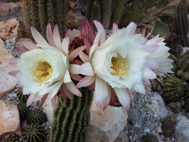 Trichocereus candicans 