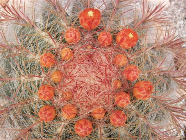 Ferocactus pilosus 