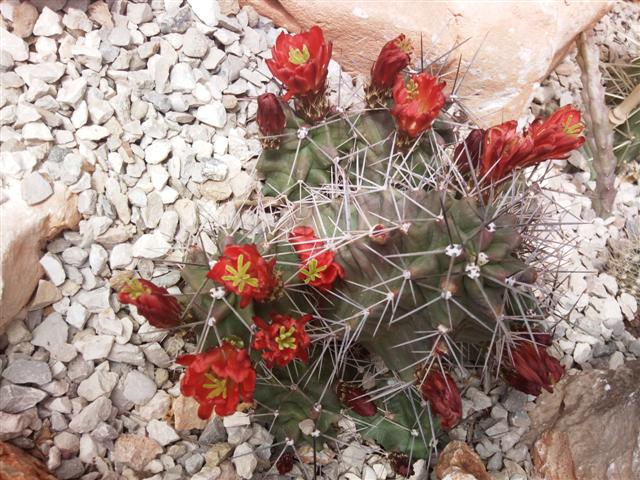 Echinocereus triglochidiatus 