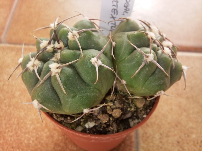 Gymnocalycium intertextum 