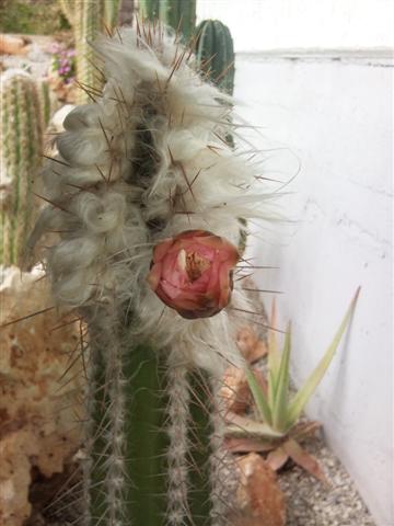 Cephalocereus palmeri 