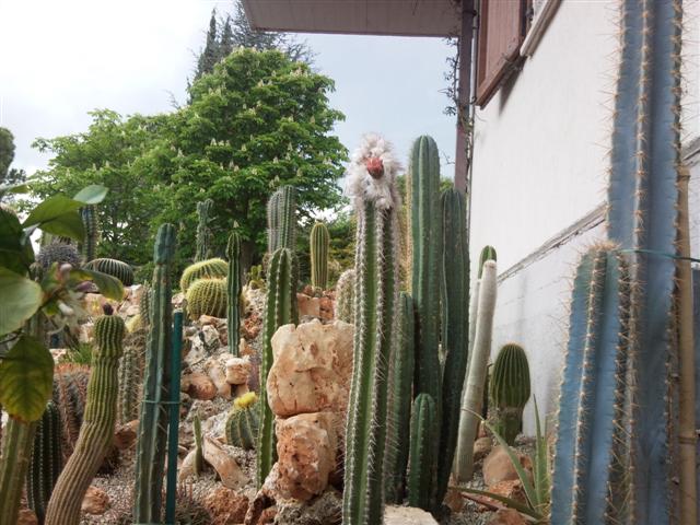 Cephalocereus palmeri 