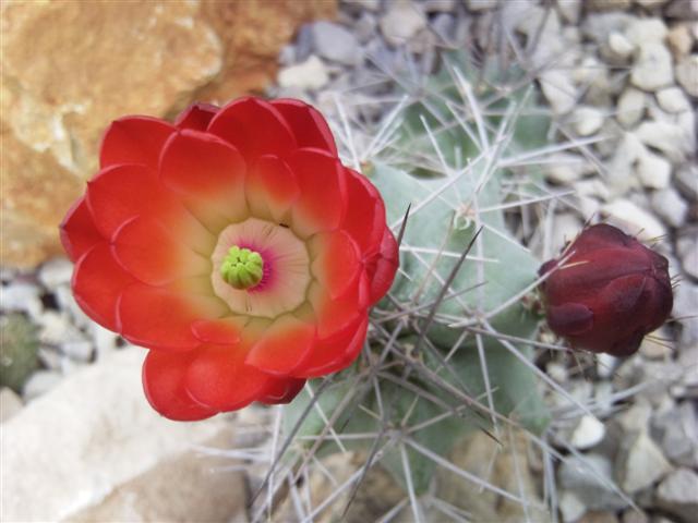 Echinocereus  triglochidiatus 