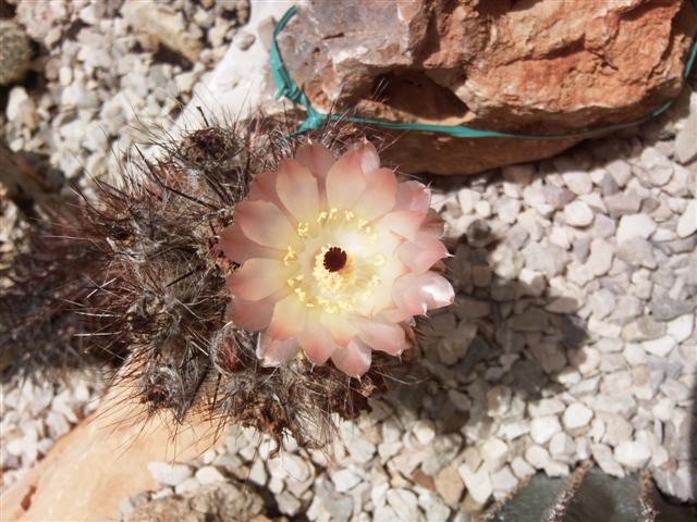 Austrocactus patagonicus FK97/274