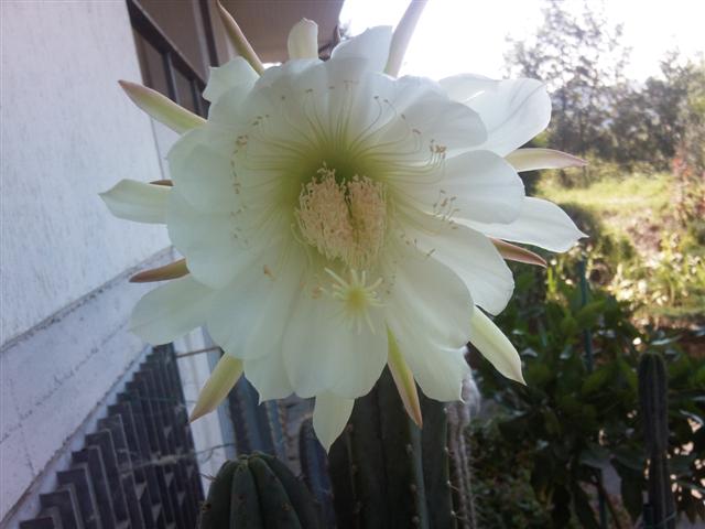 Trichocereus pachanoi 