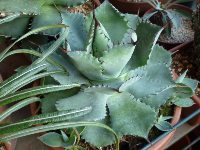 Agave  