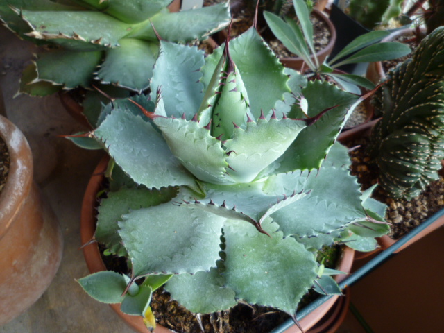Agave  