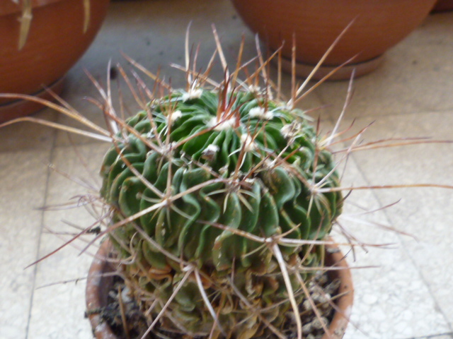 Stenocereus  
