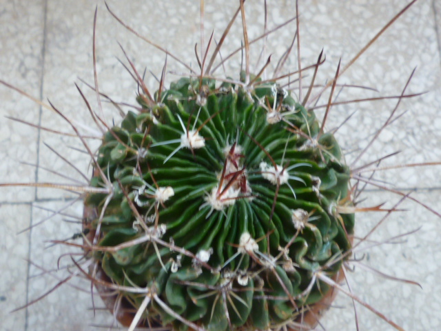 Stenocereus  