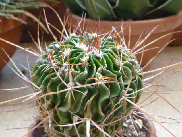Stenocereus  