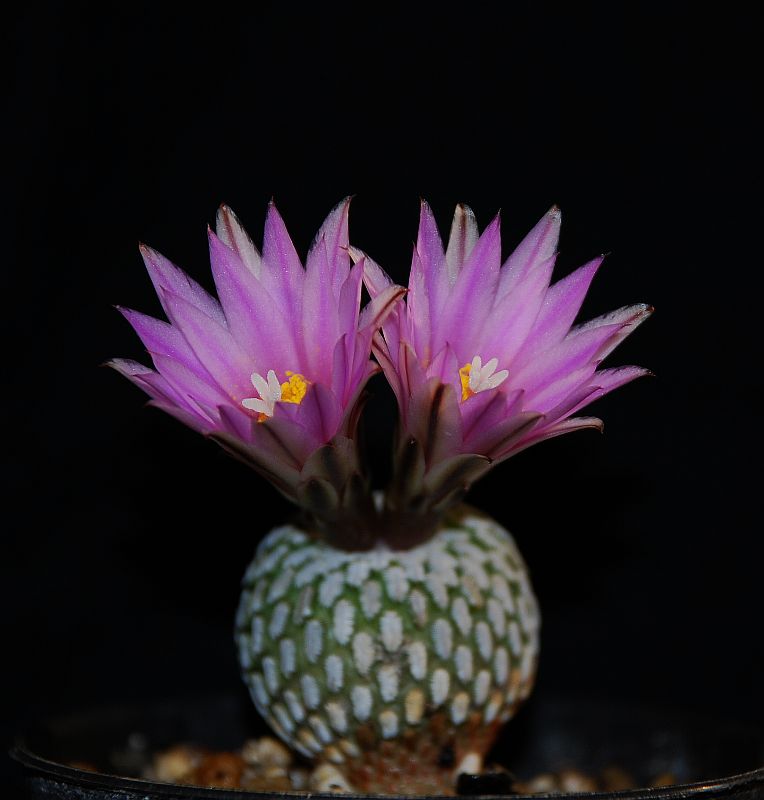 Turbinicarpus pseudopectinatus ssp. jarmilae 