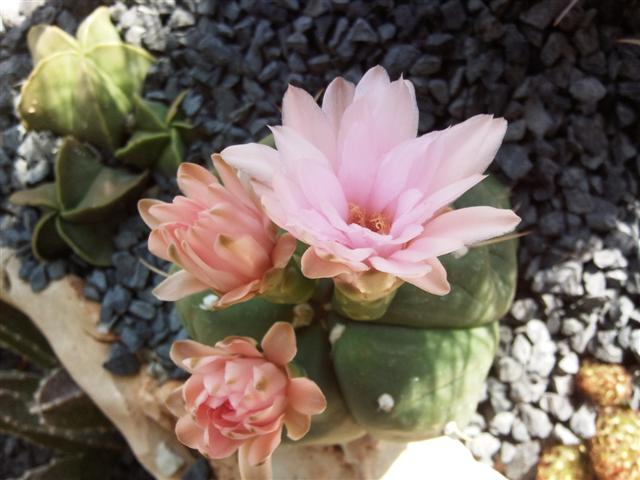 Gymnocalycium horstii 