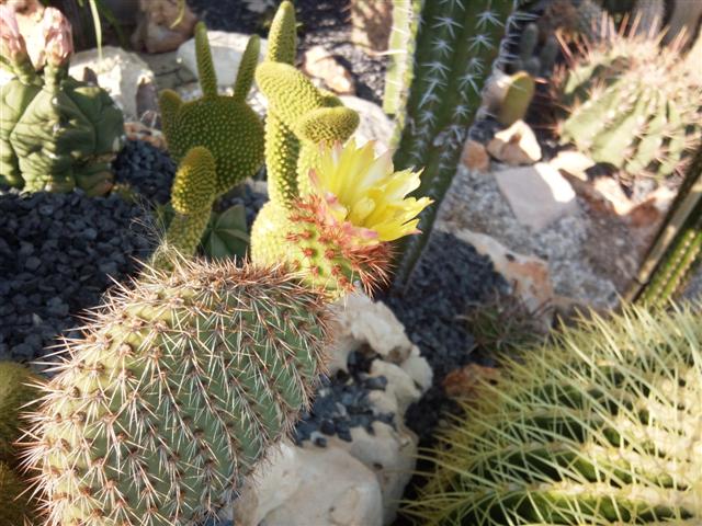 Opuntia pycnacantha 