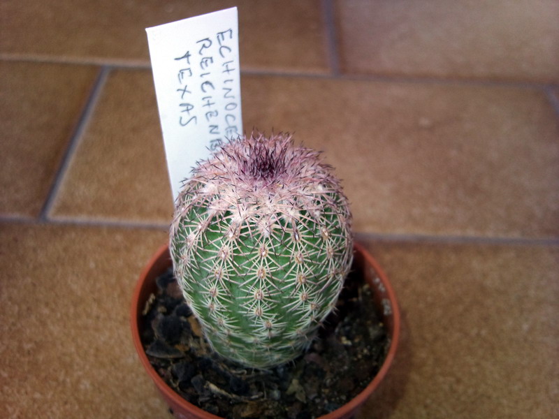 Echinocereus  reichenbachii 