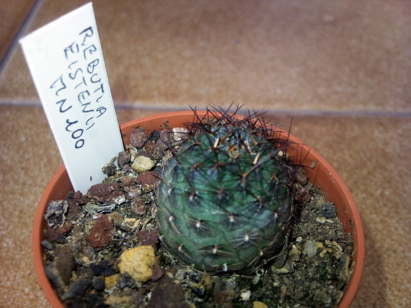 Rebutia einsteinii MN100