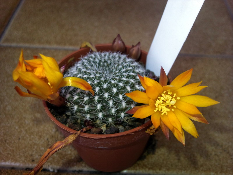 Rebutia krainziana  