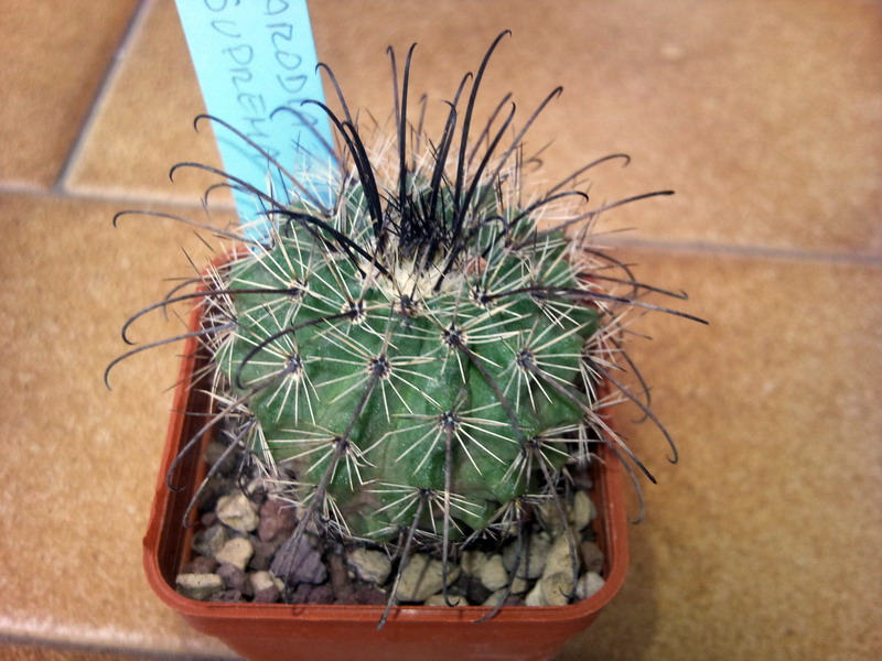 Parodia suprema 