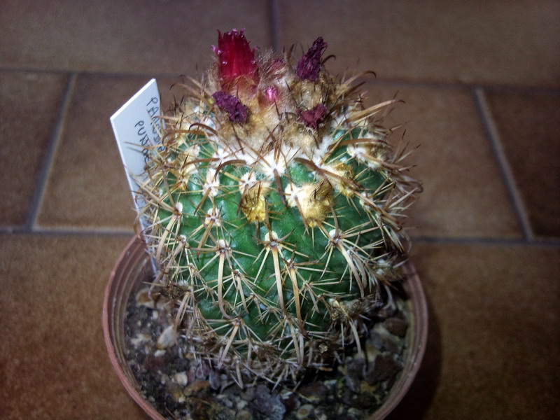 parodia punae