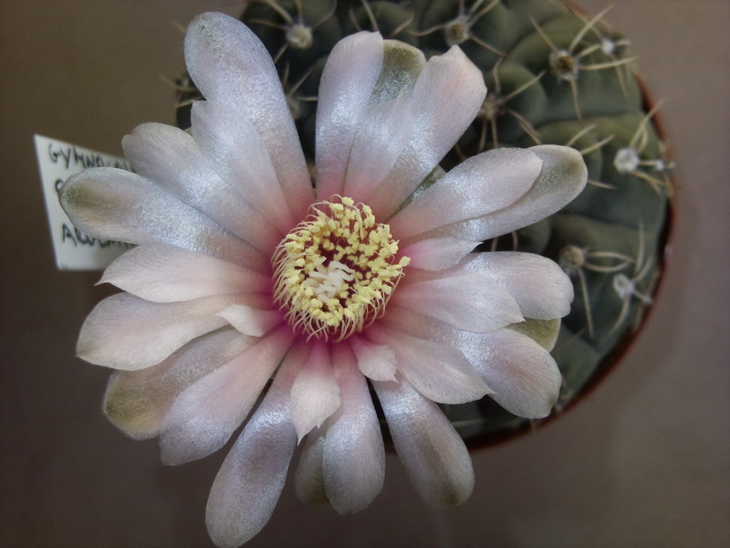 Gymnocalycium quehlianum 