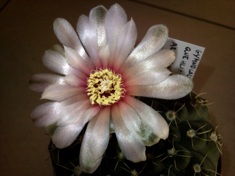 Gymnocalycium quehlianum 