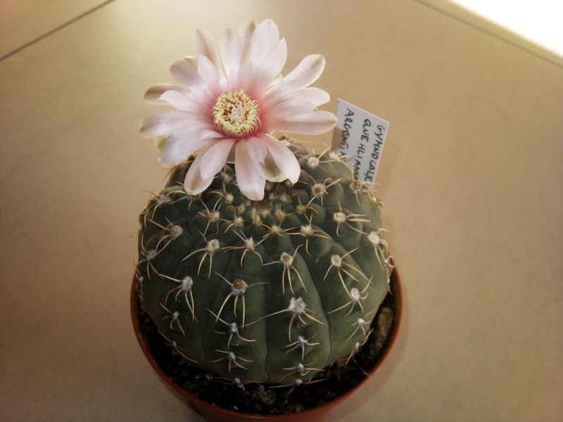 Gymnocalycium quehlianum 