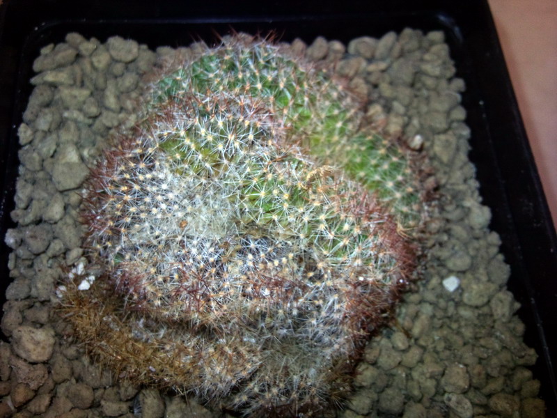 Mammillaria  